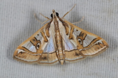 Glyphodes pyloalis