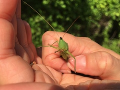 Neoconocephalus nebrascensis