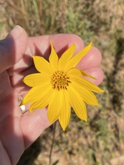Helianthus occidentalis