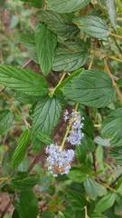 Ceanothus caeruleus