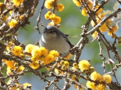 Polioptila dumicola