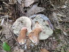 Hypomyces