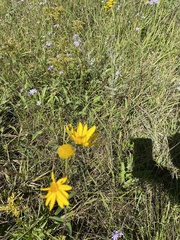 Helianthus occidentalis