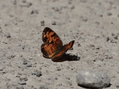 Phyciodes cocyta