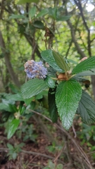 Ceanothus caeruleus