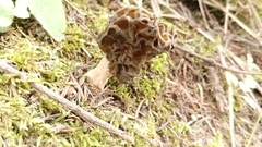 Morchella