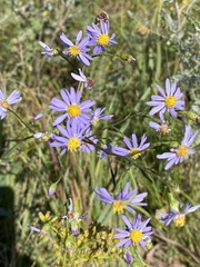Symphyotrichum oolentangiense