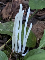 Clavaria