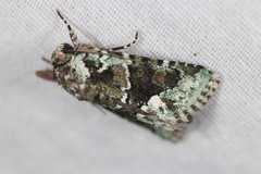 Lacinipolia explicata