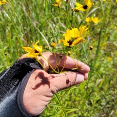 Coreopsis tripteris