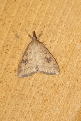 Udea profundalis