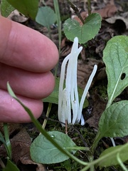 Clavaria
