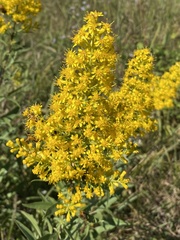 Solidago speciosa