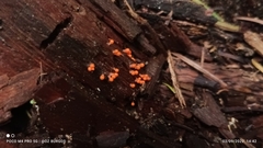 Hemitrichia decipiens