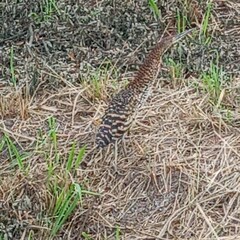 Tigrisoma