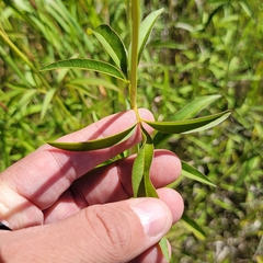 Coreopsis tripteris