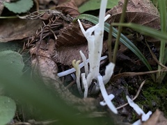 Clavaria