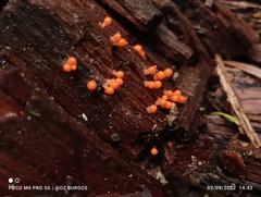 Hemitrichia decipiens