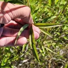 Coreopsis tripteris