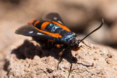 Synanthedon polygoni