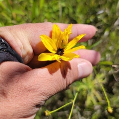 Coreopsis tripteris