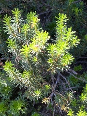 Phyllodoce empetriformis