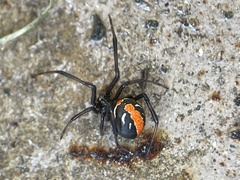 Latrodectus hasselti