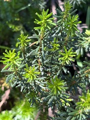 Phyllodoce empetriformis