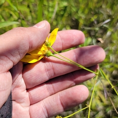 Coreopsis tripteris