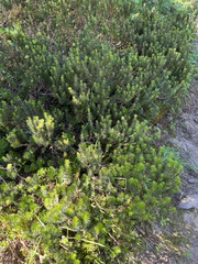 Phyllodoce empetriformis