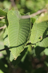 Ulmus rubra
