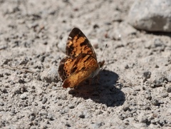Phyciodes cocyta