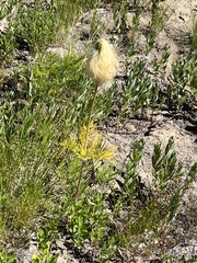 Pulsatilla occidentalis