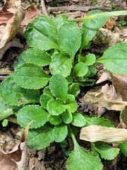 Packera obovata
