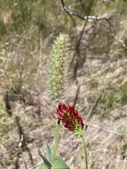 Trifolium incarnatum