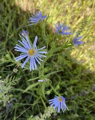 Symphyotrichum boreale