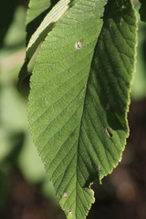 Ulmus rubra
