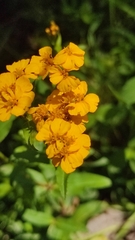 Tagetes lucida