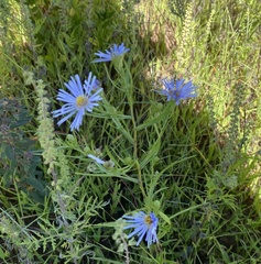 Symphyotrichum boreale