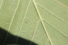 Ulmus rubra