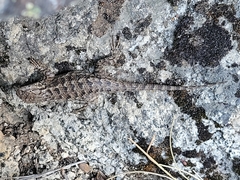 Sceloporus occidentalis occidentalis