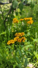 Tagetes lucida