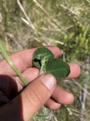 Trifolium incarnatum