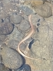 Coluber constrictor mormon