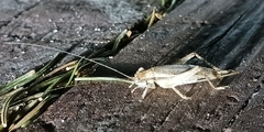 Hapithus saltator