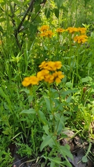 Tagetes lucida