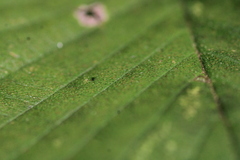 Ulmus rubra