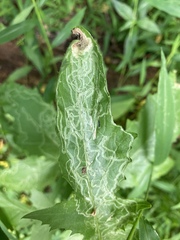 Liriomyza carphephori