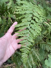 Pteridium aquilinum pubescens