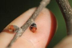Ulmus rubra